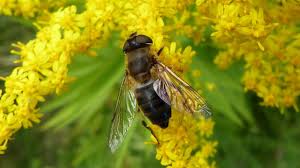 Attēlu rezultāti vaicājumam “Eristalis sp.”