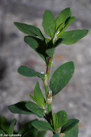 Attēlu rezultāti vaicājumam “Polygonum aviculare leaf”
