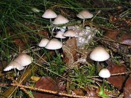 Attēlu rezultāti vaicājumam “Mycena zephirus”