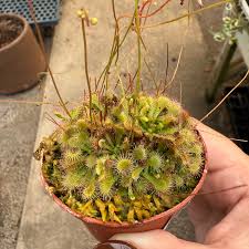 Image result for Drosera