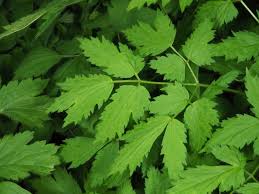 Attēlu rezultāti vaicājumam “Actaea spicata”