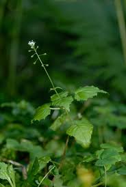 Attēlu rezultāti vaicājumam “Circaea alpina”