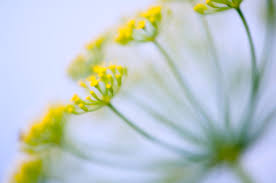 Attēlu rezultāti vaicājumam “Anethum graveolens flower”