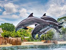 Image result for Adventure Dolphin