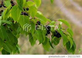 Attēlu rezultāti vaicājumam “Rhamnus cathartica fruit”