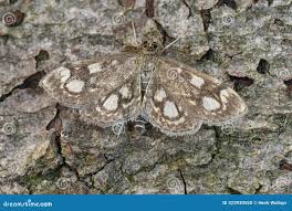 Attēlu rezultāti vaicājumam “Anania coronata”