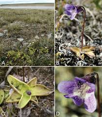 Attēlu rezultāti vaicājumam “Pinguicula vulgaris leaf”