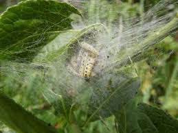 Attēlu rezultāti vaicājumam “Rabdophaga degeeri”