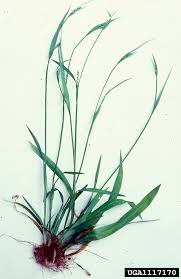Attēlu rezultāti vaicājumam “Carex loliacea leaf”