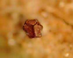 Attēlu rezultāti vaicājumam “Licea minima macro”