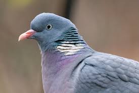 Image result for Columba palumbus