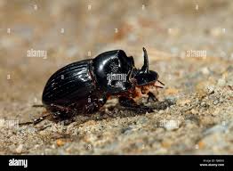Attēlu rezultāti vaicājumam “Aphodius subterraneus imago”