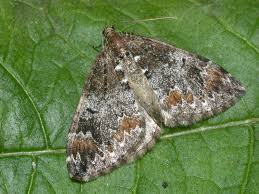 Attēlu rezultāti vaicājumam “Dysstroma truncata”