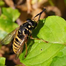 Attēlu rezultāti vaicājumam “Temnostoma vespiforme”