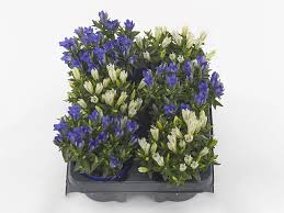 Attēlu rezultāti vaicājumam “Gentiana pneumonanthe flower”