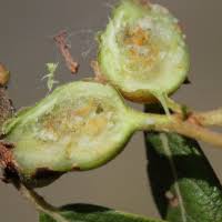 Attēlu rezultāti vaicājumam “Rabdophaga salicis”