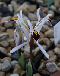 Attēlu rezultāti vaicājumam “Iris rosenbachiana flower”
