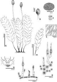Attēlu rezultāti vaicājumam “Schistostega pennata”