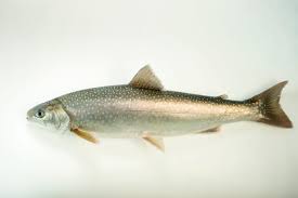 Image result for Salvelinus malma