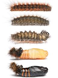 Attēlu rezultāti vaicājumam “Diacrisia sannio”