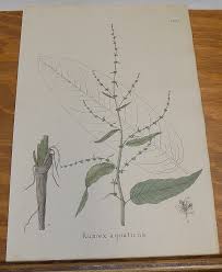 Attēlu rezultāti vaicājumam “Rumex aquaticus leaf”