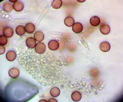 Attēlu rezultāti vaicājumam “Fuligo laevis”