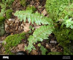 Attēlu rezultāti vaicājumam “Polystichum braunii”