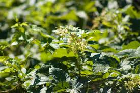 Attēlu rezultāti vaicājumam “Humulus lupulus bud”
