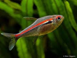 Attēlu rezultāti vaicājumam “Tetratoma ancora”