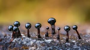 Attēlu rezultāti vaicājumam “Metatrichia floriformis macro”