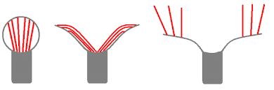 Attēlu rezultāti vaicājumam “Jungermannia sphaerocarpa sporophyte”