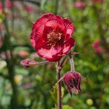 Image result for Geum rivale