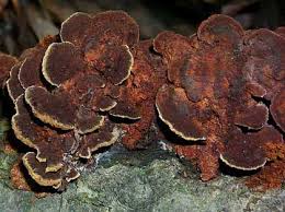 Attēlu rezultāti vaicājumam “Phellinus nigricans”