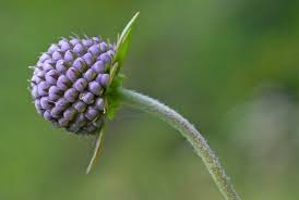 Attēlu rezultāti vaicājumam “Succisa pratensis bud”