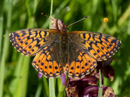 Attēlu rezultāti vaicājumam “Boloria aquilonaris”