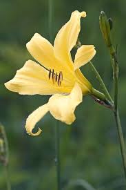 Attēlu rezultāti vaicājumam “Hemerocallis lilioasphodelus”