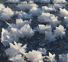 Attēlu rezultāti vaicājumam “Frost Flowers”