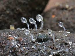 Attēlu rezultāti vaicājumam “Pilobolus crystallinus”