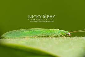 Attēlu rezultāti vaicājumam “Chrysopidae”