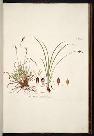 Attēlu rezultāti vaicājumam “Carex montana”