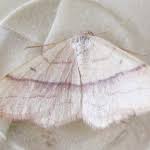 Attēlu rezultāti vaicājumam “Rhodostrophia vibicaria”