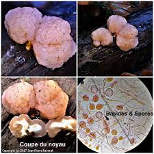 Attēlu rezultāti vaicājumam “Tremella encephala”