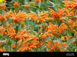 Attēlu rezultāti vaicājumam “Leonurus quinquelobatus flower”