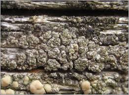 Attēlu rezultāti vaicājumam “Lecanora conizaeoides”