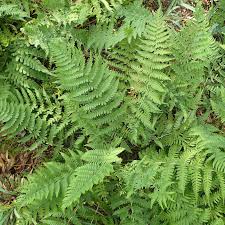 Attēlu rezultāti vaicājumam “Dryopteris”
