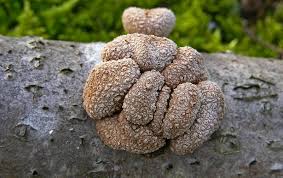 Attēlu rezultāti vaicājumam “Encoelia furfuracea”