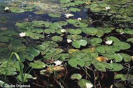 Attēlu rezultāti vaicājumam “Nymphaea candida leaf”