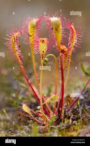 Attēlu rezultāti vaicājumam “Drosera anglica flower”