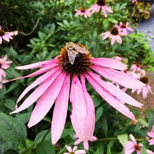 Image result for Echinacea purpurea