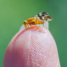 Attēlu rezultāti vaicājumam “Tephritidae”